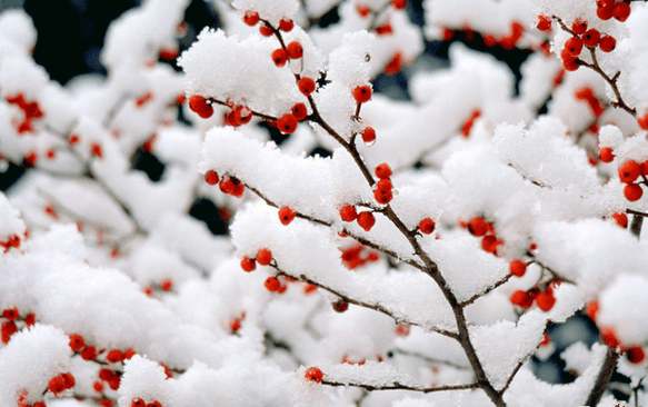 一级特黄AAA大片在线观看