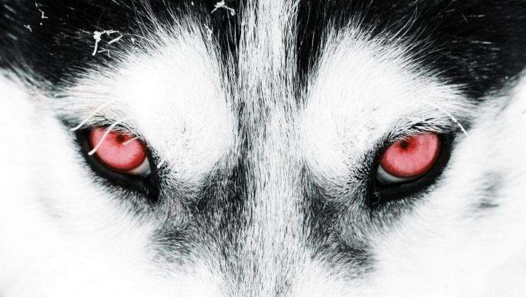 中国欧美肥婆姓交大片华为精神